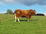 Taureau de race limousine.