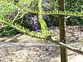 Feuillage de printemps (Longwood Gardens)