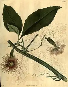 Plante femelle.