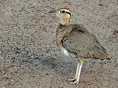 Cursorius temminckii