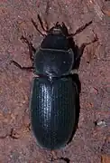Tenebroides laticollis.