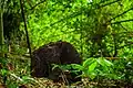 Jeune arbre poussant hors d'une termitière