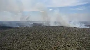 Forêt en feu vue du ciel.