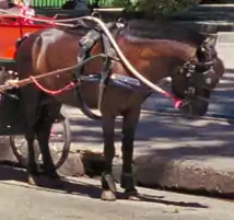 Poney thaïlandais bai