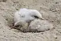 Poussins