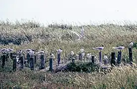 Sternes caugeks