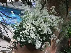 Thalictrum kiusianum.