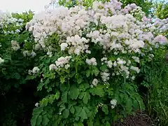 Thalictrum aquilegifolium.