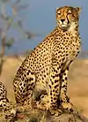 Guépard
