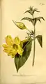 1796 - Allamanda cathartica