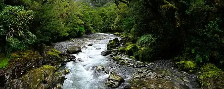 Un torrent entouré de végétation.