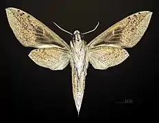 ♂ revers MHNT