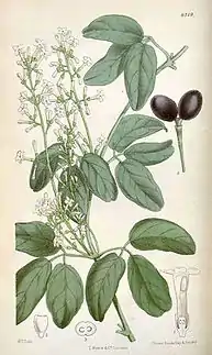 &nbsp;Illustration d'un Jasminum didymum tiré du Curtis Botanical magazine (1878)