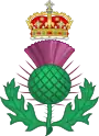 Chardon d'Écosse.
