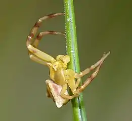 Mâle.