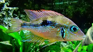 mâle de taille plus grande