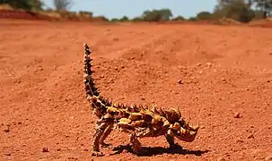 Moloch horridus.