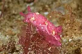 Thorunna arbuta