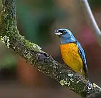 Saltator aurantiirostris&nbsp;(en)