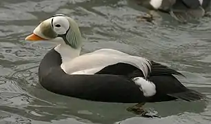 Somateria fischeri