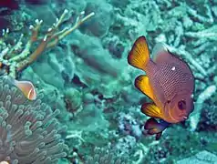 Dascyllus auripinnis