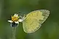 Eurema blanda blanda dans la Province de Phuket en Thaïlande. Mai 2022.