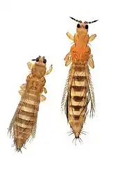Thrips tabaci sur la gauche, Frankliniella occidentalis sur la droite