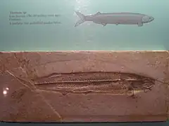 Thrissops sp. - National Museum of Natural History, Smithsonian Institution, Washington, DC, États-Unis.
