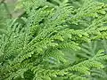 Thujopsis dolabrata feuillage