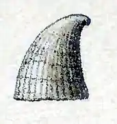 Thyca astericola