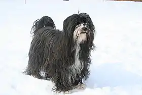 Terrier du tibet, particolore&nbsp;Noir&Blanc