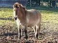 le Cheval de przewalski dont les ancêtres figurent sur les peintures rupestres préhistoriques