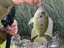 Pêché en Australie-Méridionale.