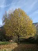 Tilleul de 15&nbsp;ans, Haute-Savoie.