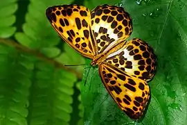 Timelaea albescens