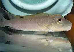 Steatocranus tinanti.