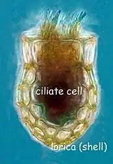 Dictyocysta mitra (Tintinnida).