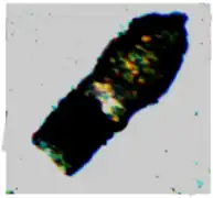 Tintinnopsis sulfata (Codonellidae).