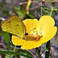 Fleur brévistylée de Piriqueta cistoides subsp. caroliniana butinée par un Colias