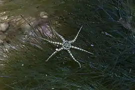 Ophiactis savignyi, une Ophiactidae