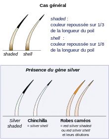 Schéma représentant la répartition de la pigmentation sur plusieurs poils tipped.