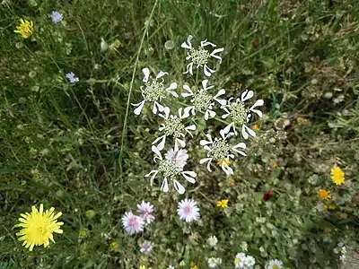 Inflorescence