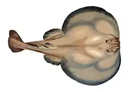 Torpediniformes  (Raies électriques)