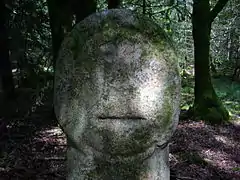 Babouin de près