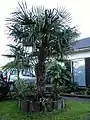 Trachycarpus fortunei.