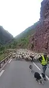 Transhumance dans les Gorges du Cians 2021