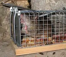 Un rat brun en gros plan capturé dans un piège à trappe grillagé