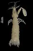 Triasquilla profunda