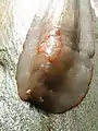 Un individu beige avec un corps très large et un "triangle" orange pâle au bord de pied. Ses tentacules sont  partiellement rétractés.