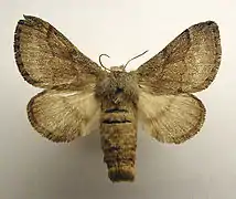 Trichiura crataegi